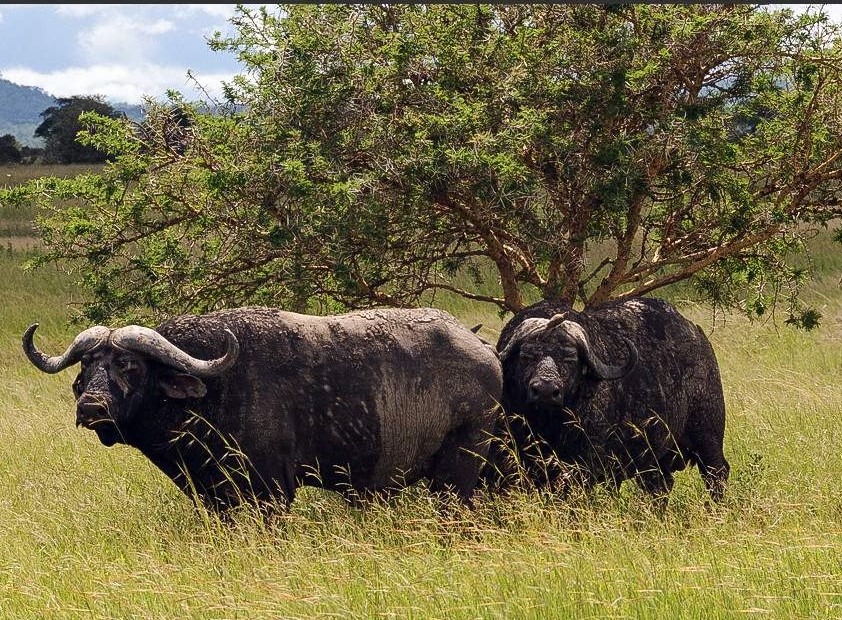 2 Days Mikumi Weekend Safari from Dar es Salaam